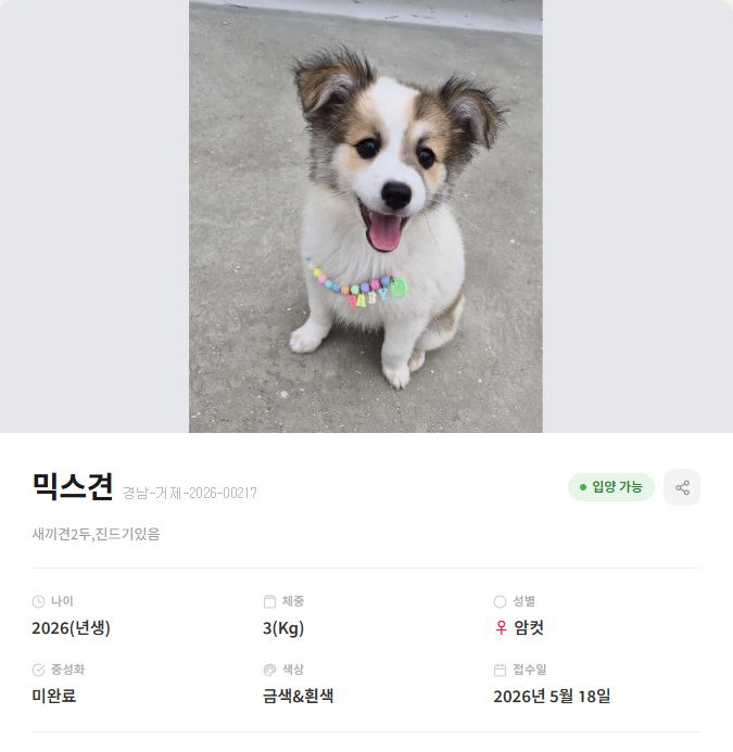 for_rWen_house's tweet photo. 귀여운 콩알강아쥐 가족모집중이래요 https://t.co/NXI71Ck8TA