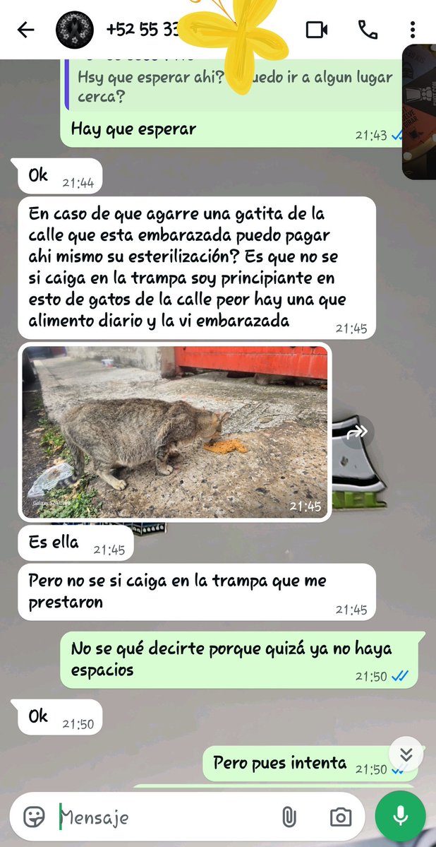 gatitosasalvo's tweet photo. Hoy tuve que decir "ya no hay lugares" demasiadas veces.

A una persona que alimenta una gatita embarazada en la calle.
A otra que quería llevar 2 gatitas.
A otra que rescató 3.

Los gatos están.
Las personas dispuestas también.

Lo único que falta es dinero para abrir más espacios de esterilización.

Si puedes ayudar con cualquier cantidad, de verdad harás que más gatos no nazcan en la calle. ❤️