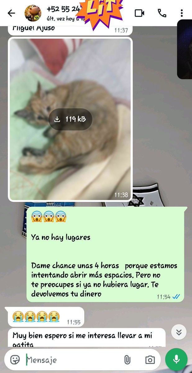gatitosasalvo's tweet photo. Hoy tuve que decir "ya no hay lugares" demasiadas veces.

A una persona que alimenta una gatita embarazada en la calle.
A otra que quería llevar 2 gatitas.
A otra que rescató 3.

Los gatos están.
Las personas dispuestas también.

Lo único que falta es dinero para abrir más espacios de esterilización.

Si puedes ayudar con cualquier cantidad, de verdad harás que más gatos no nazcan en la calle. ❤️