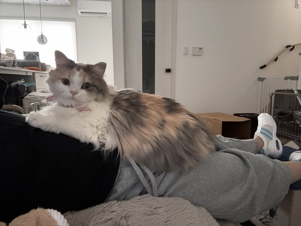 KPerfyume's tweet photo. 甘えんぼたち
#ねこ #猫
#ラグドール #マンチカン #ラガマフィン https://t.co/EsRYTkfohF