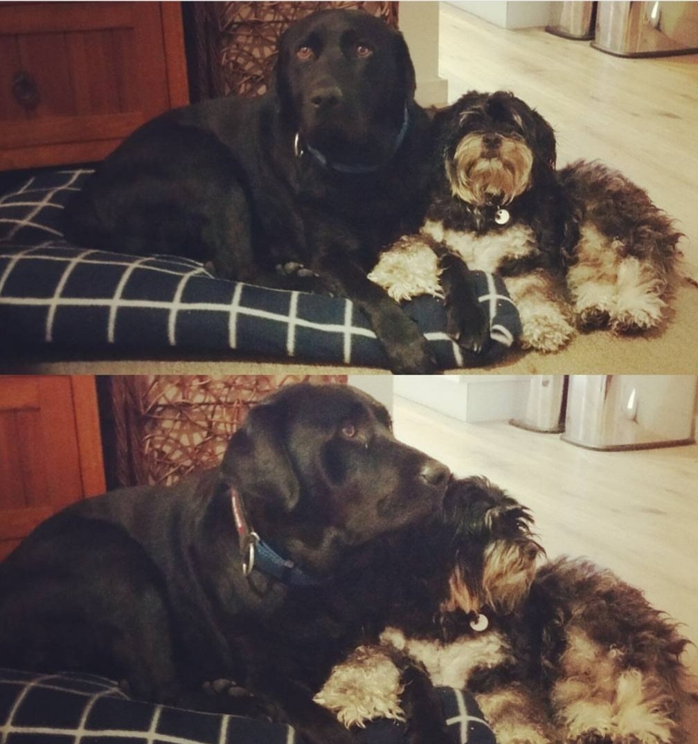 Bec72Aust's tweet photo. @ClarksonsFarm1 Empty house now days, but this is Jasper n Ollie ❤️ it's never long enough. https://t.co/8vk2uTa0un