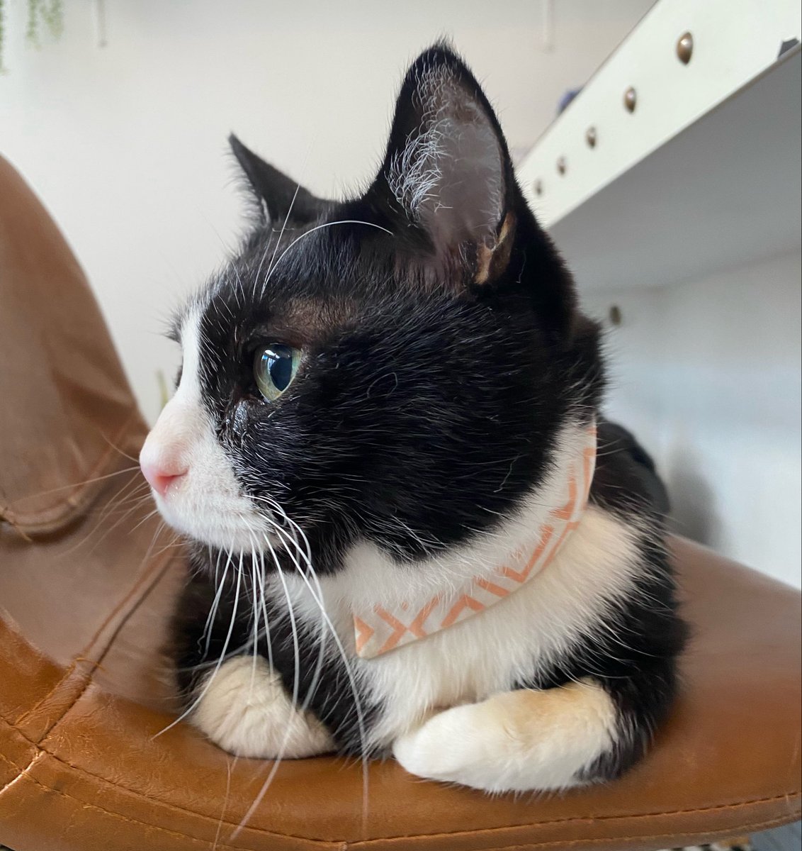 bonnepititchat's tweet photo. 今日のすっちゃんと🐈‍⬛💨
けこさんの太陽みたいなご飯を求めてオムライス🤤すっちゃんは㌧㌧を求めて。
㌧㌧し過ぎは良くないらしいよ…とﾅﾃﾞﾅﾃﾞ多めにマッサージ提供致しました。が、足らぬ…もっと…とゴチーンを繰り出してくるので眼鏡が汚れる幸せをありがとうね、すっちゃんまたね🥰 https://t.co/fnDdbAmspo