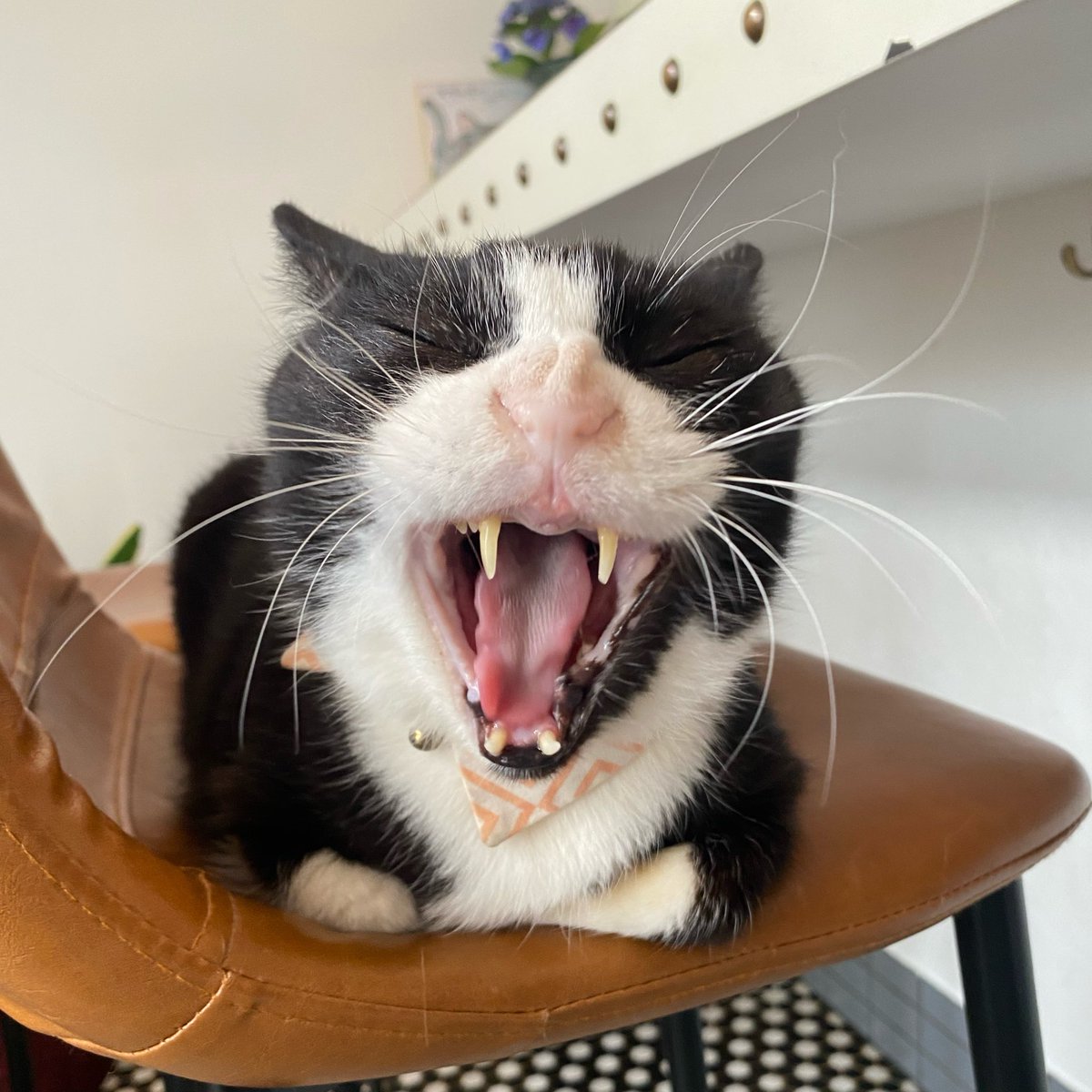 bonnepititchat's tweet photo. 今日のすっちゃんと🐈‍⬛💨
けこさんの太陽みたいなご飯を求めてオムライス🤤すっちゃんは㌧㌧を求めて。
㌧㌧し過ぎは良くないらしいよ…とﾅﾃﾞﾅﾃﾞ多めにマッサージ提供致しました。が、足らぬ…もっと…とゴチーンを繰り出してくるので眼鏡が汚れる幸せをありがとうね、すっちゃんまたね🥰 https://t.co/fnDdbAmspo
