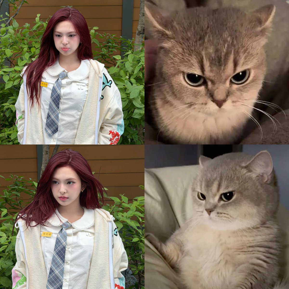 Chiquita🐈‍⬛ tweet media