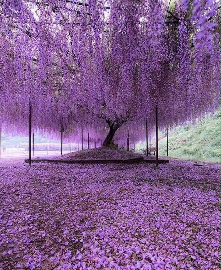 AcervoCharts's tweet photo. Esta é a Grande Glicínia do Japão, uma árvore de 160 anos que cobre uma área de mais de 1.000 m². https://t.co/vmzaUinntF