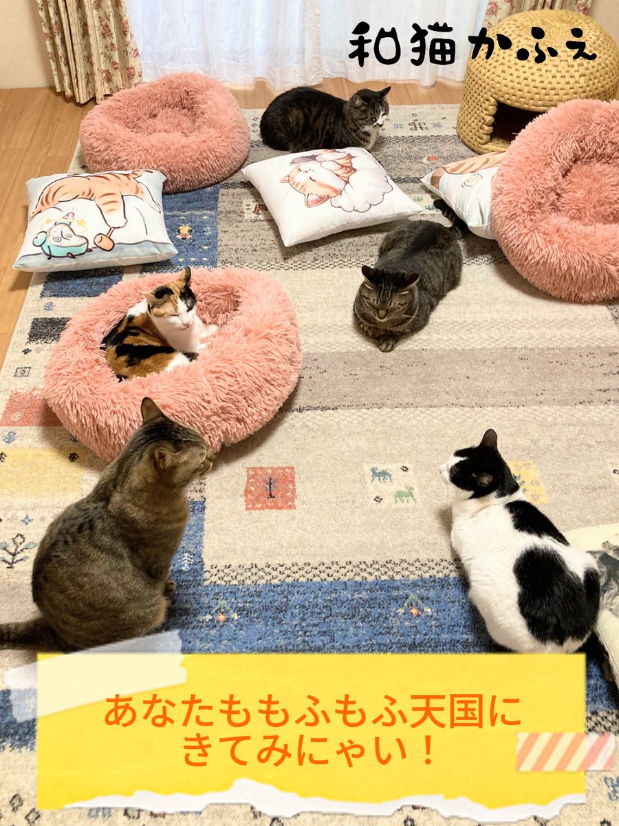 wanekocafe's tweet photo. 😺6月10日16時15分現在、和猫かふぇ空き情報😺

和猫かふぇは、おひとり様でも貸切 今週末は土曜日が時間を選べておススメです🥰

・6月13日(土)13時～18時🈳
・6月14日(日)15時～18時🈳
・6月20日(土)12時～18時🈳
・6月21日(日)12時～18時🈳

※なお、明日11日(木)は、臨時休業させていただきます。 https://t.co/jLIV2VTiR0