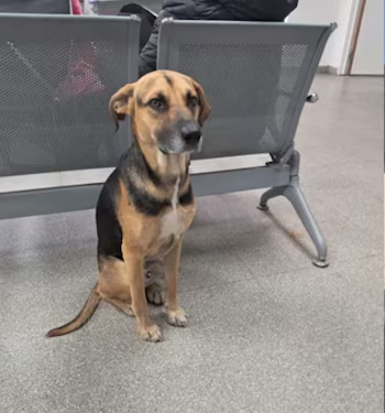 daktilock's tweet photo. Sahibinin hayatını kaybettiğinden habersiz bir köpek, hastane girişinde tam 25 gün boyunca umutla onun çıkmasını bekledi. https://t.co/MXmxiMDmqt