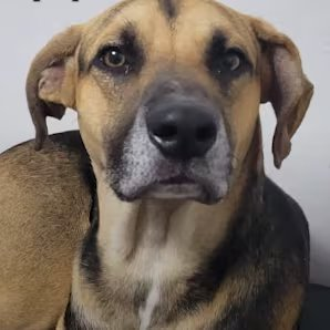 daktilock's tweet photo. Sahibinin hayatını kaybettiğinden habersiz bir köpek, hastane girişinde tam 25 gün boyunca umutla onun çıkmasını bekledi. https://t.co/MXmxiMDmqt