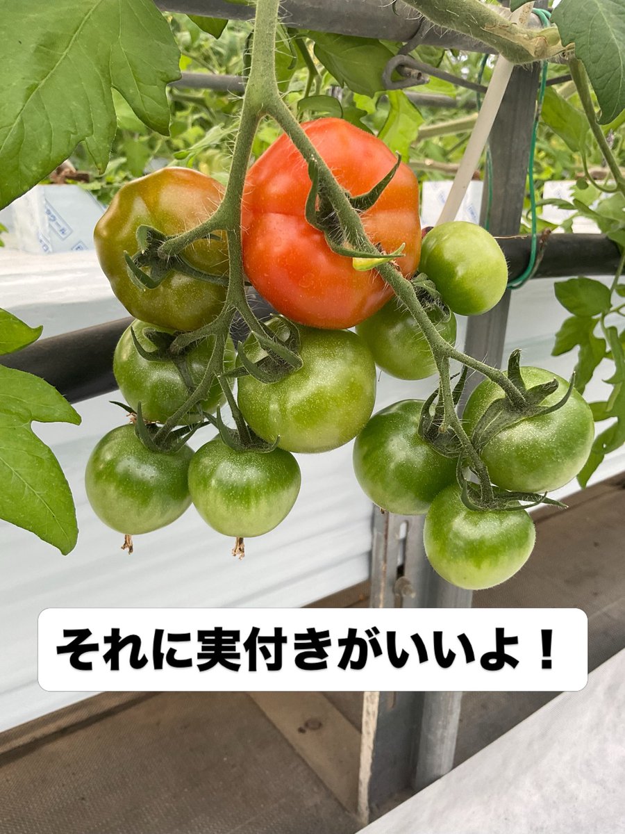 dadachi9's tweet photo. いよいよいい感じになってきましたよ！
トマトは段々これから味がのってくる。

1段目はみずみずしくて食べ応えあった。 https://t.co/rQKAvpV9xg