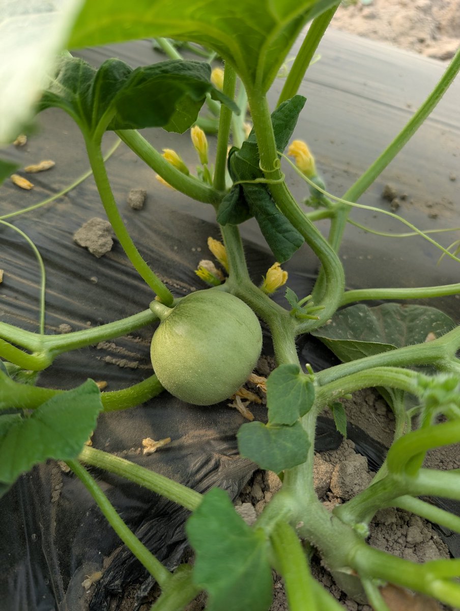 minofarm's tweet photo. なってるーーー🍈 https://t.co/jBpA5a0erA