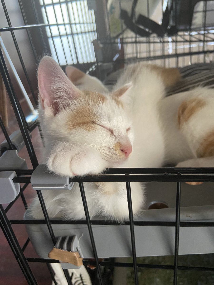 HiroyasuGonro's tweet photo. @ichijouririka そーい https://t.co/N4Vj75kH7G
