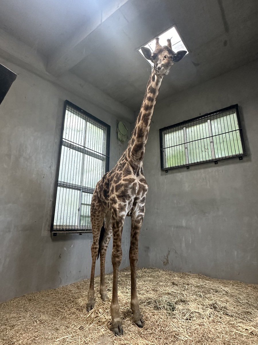 m_phoenixzoo's tweet photo. #マサイキリン の #ヒマリ が鹿児島県平川動物公園へ無事に到着しました🦒☀️
これからはハートとハヤテ、アヤトと仲良くね！
皆さんに書いていただいたノートやお手紙はヒマリと共にお送りしました☺️
鹿児島の皆さんこれからよろしくお願いします！

#宮崎市フェニックス自然動物園 https://t.co/CbN0x1qMXD