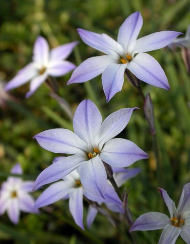aster_ixys's tweet photo. qifrey's flowers, aside from bellflowers, appear to be springstar flowers in this illustration!

associated with simplicity; appreciation of life's quieter yet profound moments

in hanakotoba, it means "sad farewell" and "enduring love"

like stars blooming at your feet haha. https://t.co/161hyBOXKL