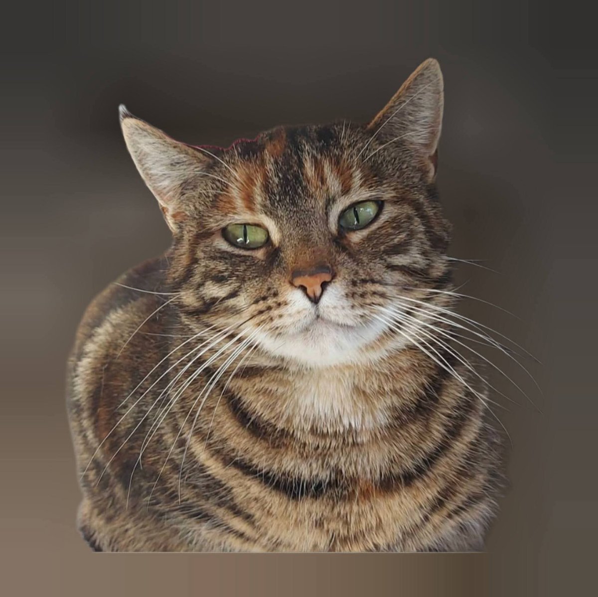 FreddieDeRoKa's tweet photo. Vandaag doe ik op Freddie's🌈 verjaardag een nieuwe poging.
Misschien brengt het geluk🍀:

Wie weet iets over Lana (Zwartje) &amp; Cruella? Inmiddels al twee jaar spoorloos verdwenen 💔:

https://t.co/JwfCEFndBD

Delen is ❤

#vermist #gemist #gezocht #vermistekatten https://t.co/hH9ckR0Itb