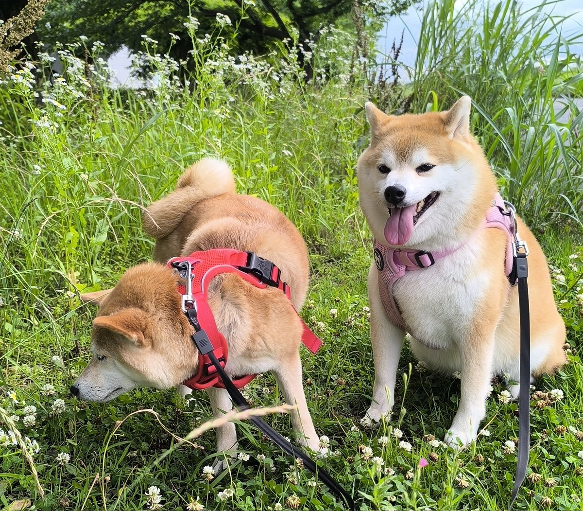 chibiko20190705's tweet photo. 夕散歩
晴れ☀️
ウォーキングのおじさんに会えました😆
ちび子　ニコニコ😊
まる子　ニコニコ😊
#柴犬　#犬との生活　#犬のいる生活 https://t.co/4VDxSvL46E
