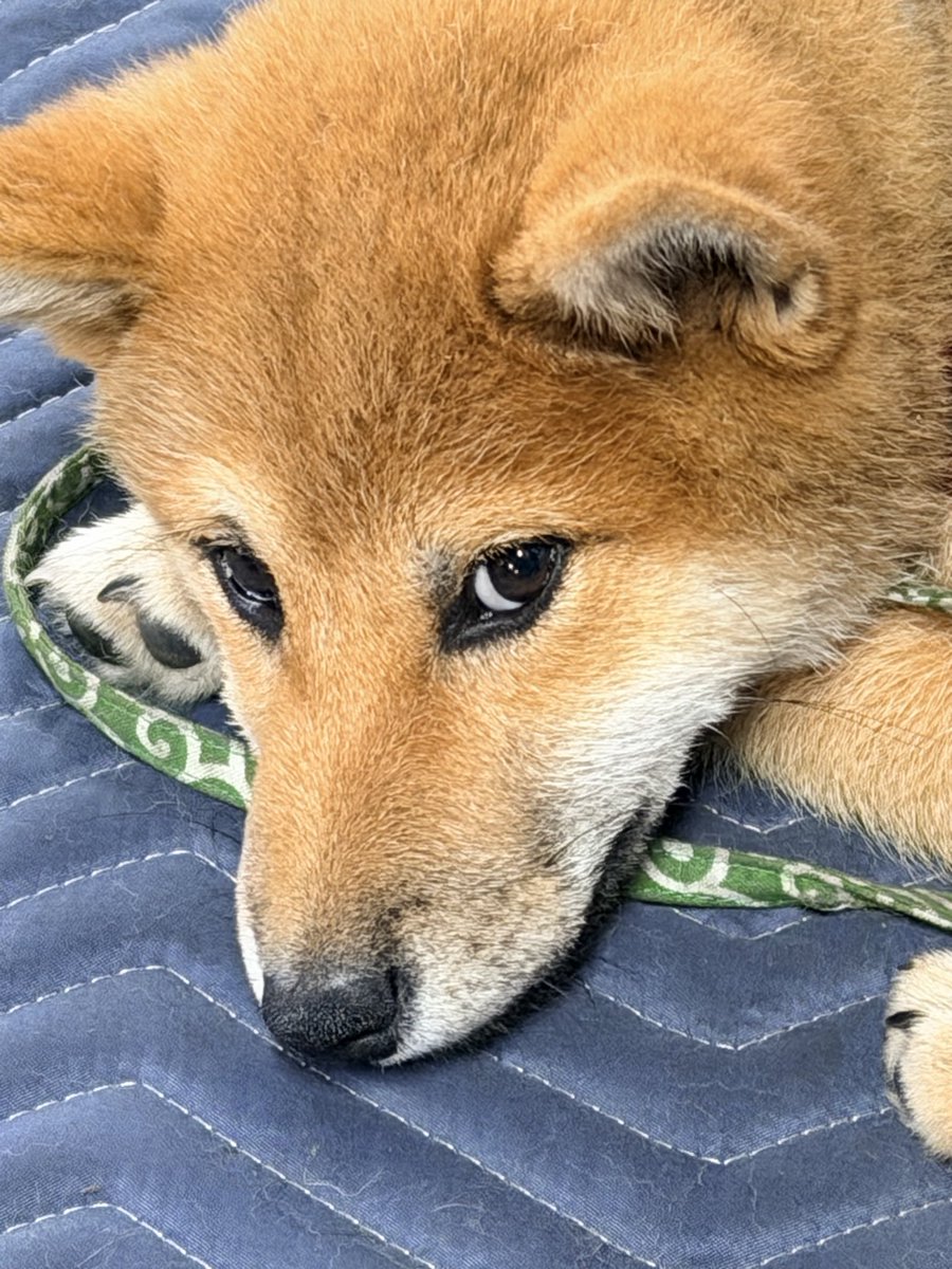 twbc1's tweet photo. 柴犬の白目見えたとき好きすぎる https://t.co/erWoPmEAo6