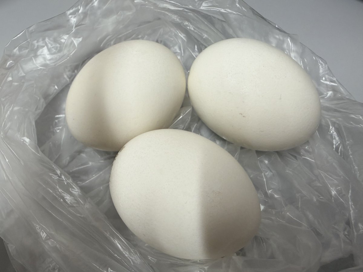 27C7's tweet photo. 最近のお昼ご飯はまたダイエット中🥚🥚🥚ゆで卵❣️

そして増えつつある…私の会社の置き調味料
もぅ🥚始めて2週間……

効果はいつからや〜🫠🫠🫠

これだけ動いてなぜや〜🫠🫠🫠 https://t.co/rO0REnBKix