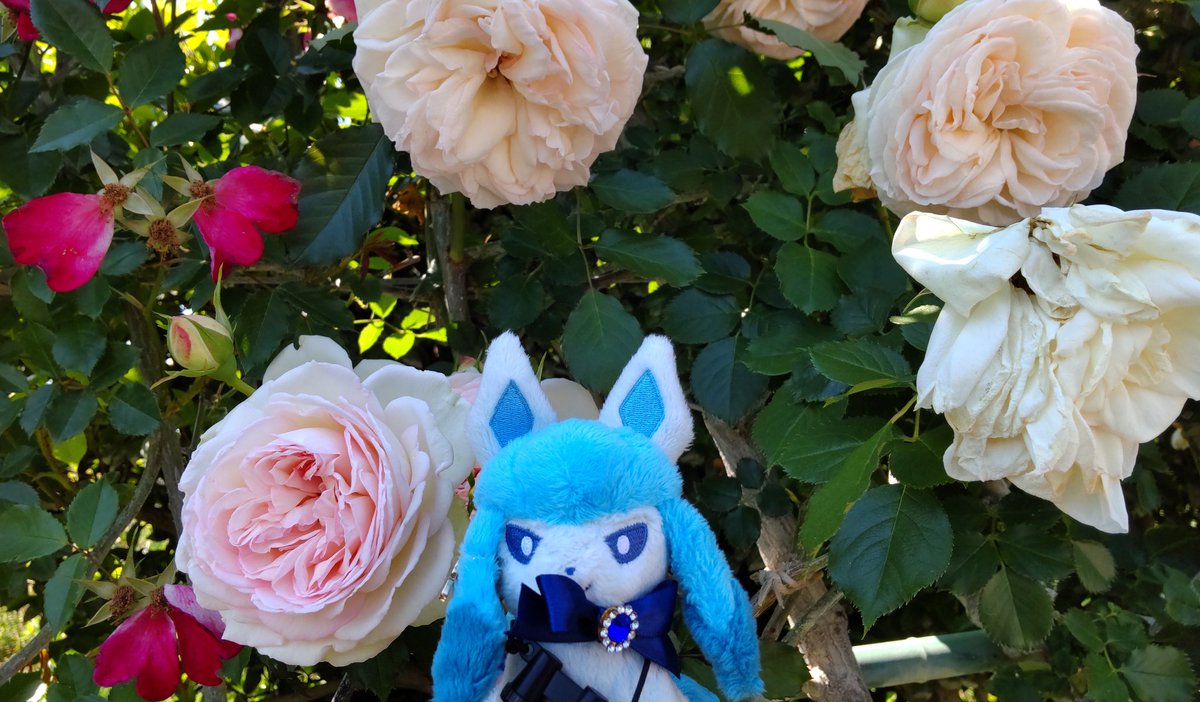 minirimu's tweet photo. #グレイシア https://t.co/WEAk3kKBLA