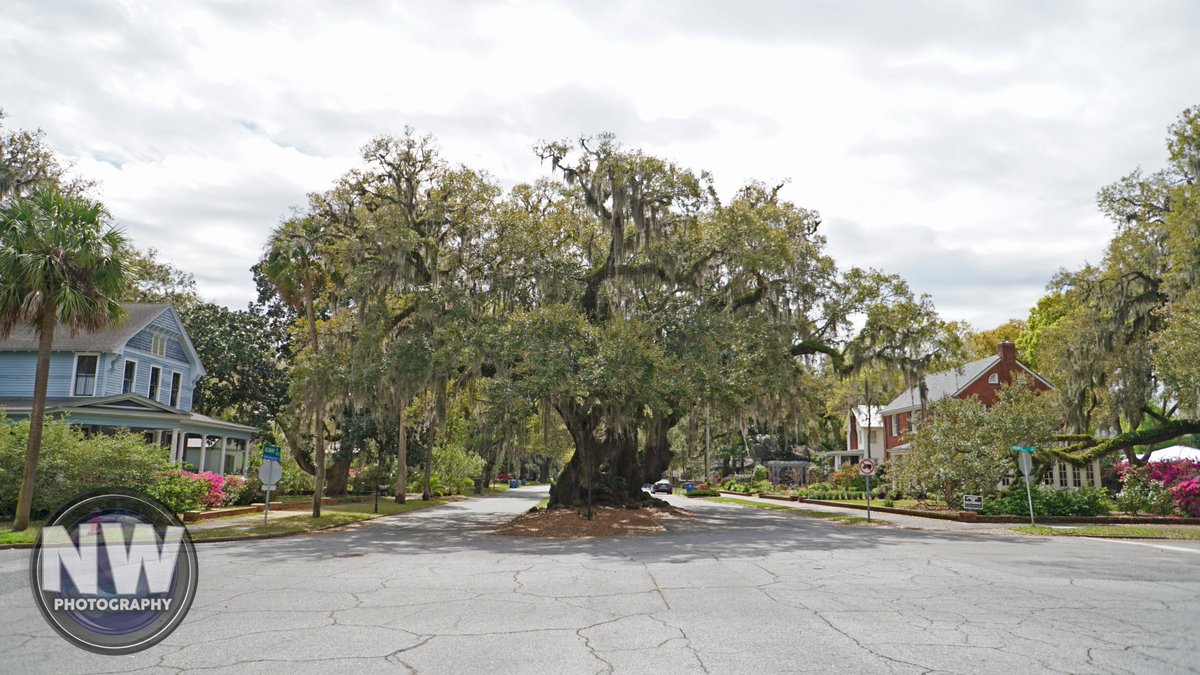 nuclearwh1stle's tweet photo. Prints are available of this photo. Please message me on here, if you're interested. #photography #treephotography #oaktree #loversoak #overcast #overcastsky #cloudysky #brunswickga #BrunswickGeorgia #Georgia https://t.co/wunmEH1Tgg