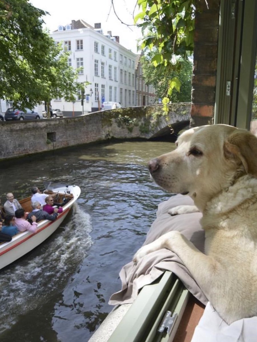 Puppieslover's tweet photo. This is Fidèle. He’s a senior dog who became one of the most photographed "residents" of Bruges. His favorite thing to do is sit by this window and watch boats go by 🥹 https://t.co/uSfFtRfiAf