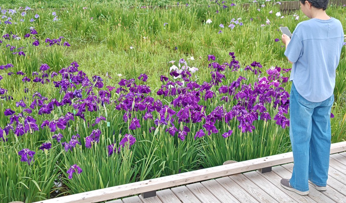 nobichamask's tweet photo. 水元公園菖蒲祭りへ

菖蒲もだけど今は紫陽花も綺麗に咲いててお得感❗

で、目の前をカルガモ親子が散歩

カルガモって沢山引き連れてるイメージあるんだけど？って嫁さんと話してたら、横にいたおじちゃんが
「昨日までは9匹いたんだけどね」って写真見てせくれて💦

#ほのぼのムードが一気に😑 https://t.co/f6CAo9oIec