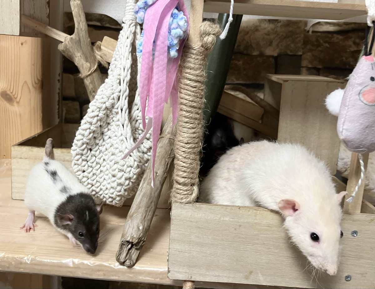 ranrunRat's tweet photo. デコヒロシ��真似をする　チビチビ
#ファンシーラット　触れ合い　#横浜中華街
11(木)13:00
13(土)13:00、14:00共有2席
14(日)13:00、14:00
20(土)13:00
21(日)13:00、14:00
28(日)13:00
他平日予定
仮予約にて受付中🙏

当日朝に営業可否のご連絡を致します🙏
宜しくお願い致します
#動物カフェ　#rat https://t.co/2XNXRuygvD