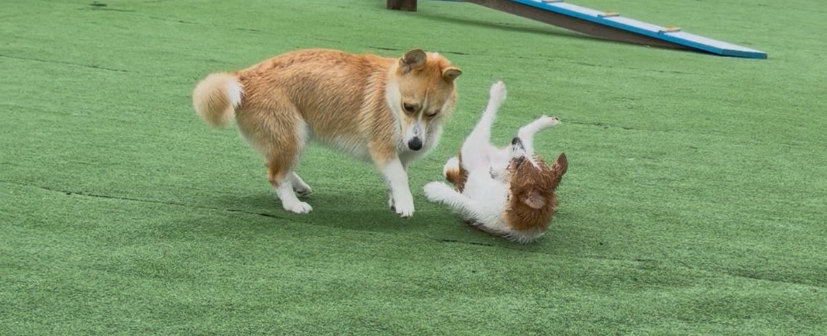 T12Fr's tweet photo. ベストショット過ぎる犬 https://t.co/bI6kjEcAPY
