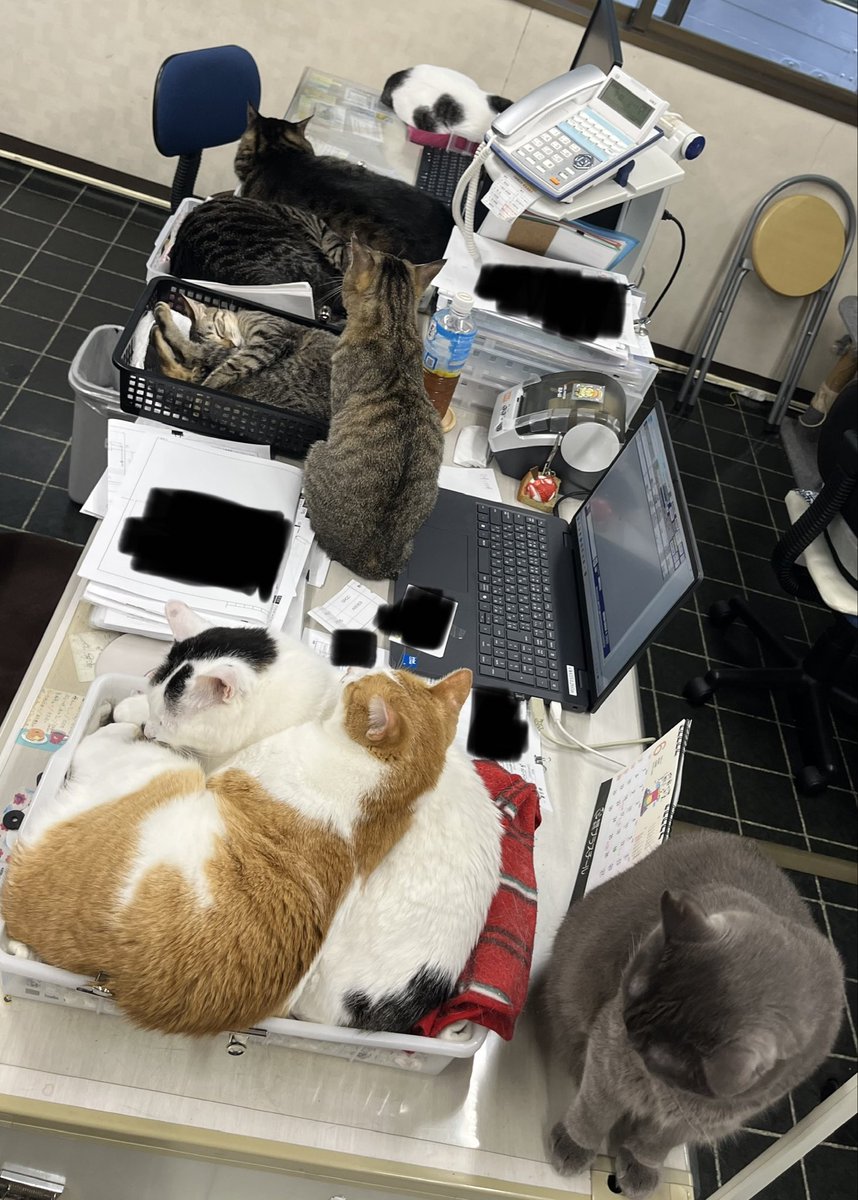 ckt_neko's tweet photo. 気付けば猫だらけ😸

＃猫好き
＃猫 https://t.co/7W8buJ7BX6