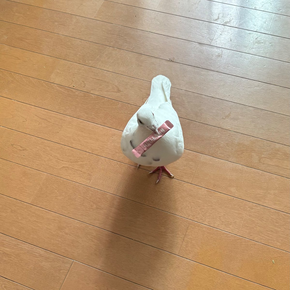 rmn810rrr's tweet photo. 龍角散ダイレクトで巣作りを❕❔ https://t.co/4D21M7Ygrh
