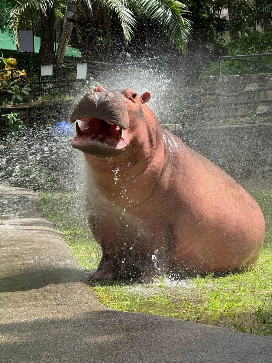 and_khamoo's tweet photo. น่ารักจะบ้า ขาหมูฮิปโปโปเตมัสที่สวยที่สุดในโลกอาบน้ำ เล่นบอลทุกวันพุธ (เล่นบอลเเล้วแต่อารมย์บางทีก็เอาลูกบอลมาเป็นหมอน) #hippo #PygmyHippo #ขาหมูแอนด์เดอะแก๊ง #หมูเด้งเด้งกี่โมง #Moodeng #พี่ขาหมู #สวนสัตว์เปิดเขาเขียว https://t.co/7MuKTwgoJs