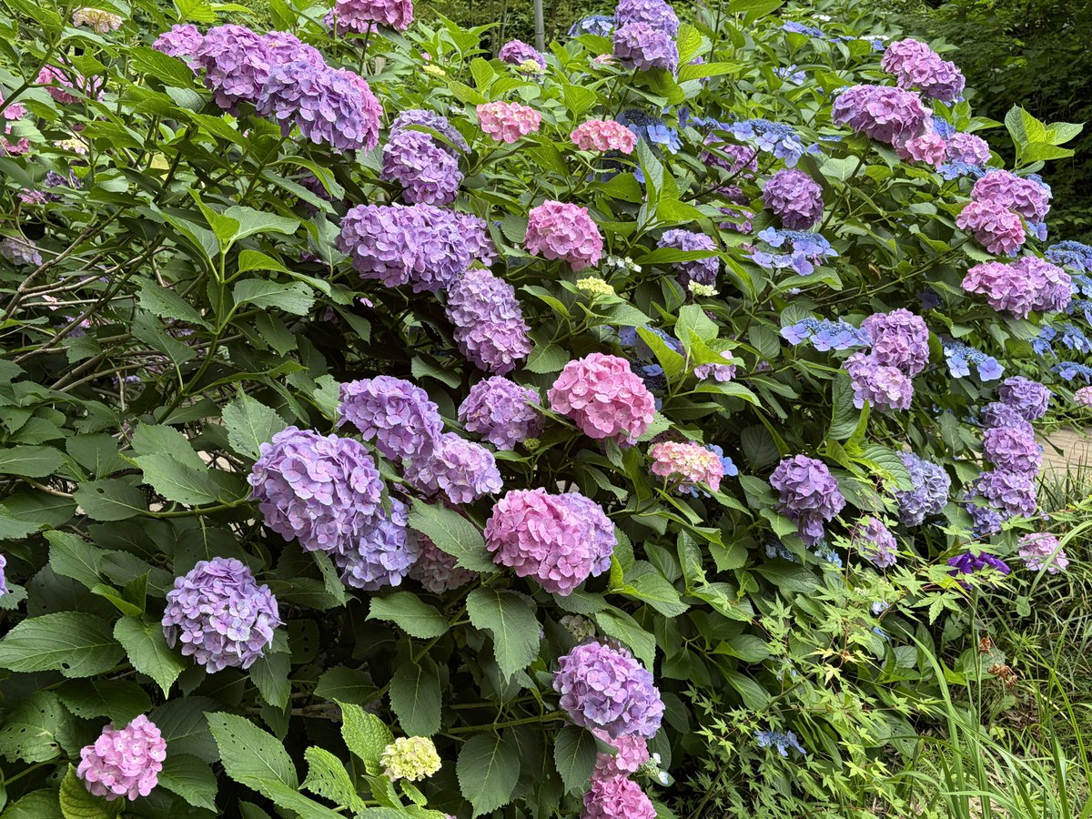 flag735dayo's tweet photo. 梅雨ですね https://t.co/zof5pqaBhh