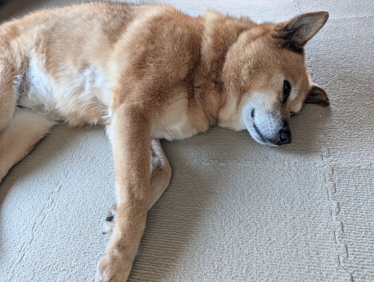 sasa_to's tweet photo. 犬ちゃん、健康診断したばかりだけど頻繁に呼吸が荒くなったり咳をするので再度エコーとレントゲンしたら加齢で気管が細くなって唾とかでむせやすくなってると言われた。ニンゲンと一緒だね……🥲 https://t.co/nvkNfcEB58