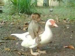 Psychonesian_'s tweet photo. fckk pertamax me and my homie naek bebek https://t.co/1Upc28rgVU