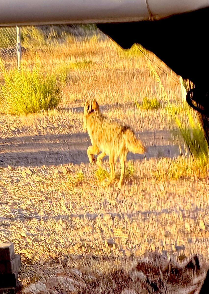 Flawwed1Art's tweet photo. The pictures is a little blurry because it took me a minute to get my phone out, but he was as close as maybe 15 foot at the closest. Then he saw me stand up and the line for the desert.
#Karvan #StarForge #Caravan https://t.co/RzGqySJT4X