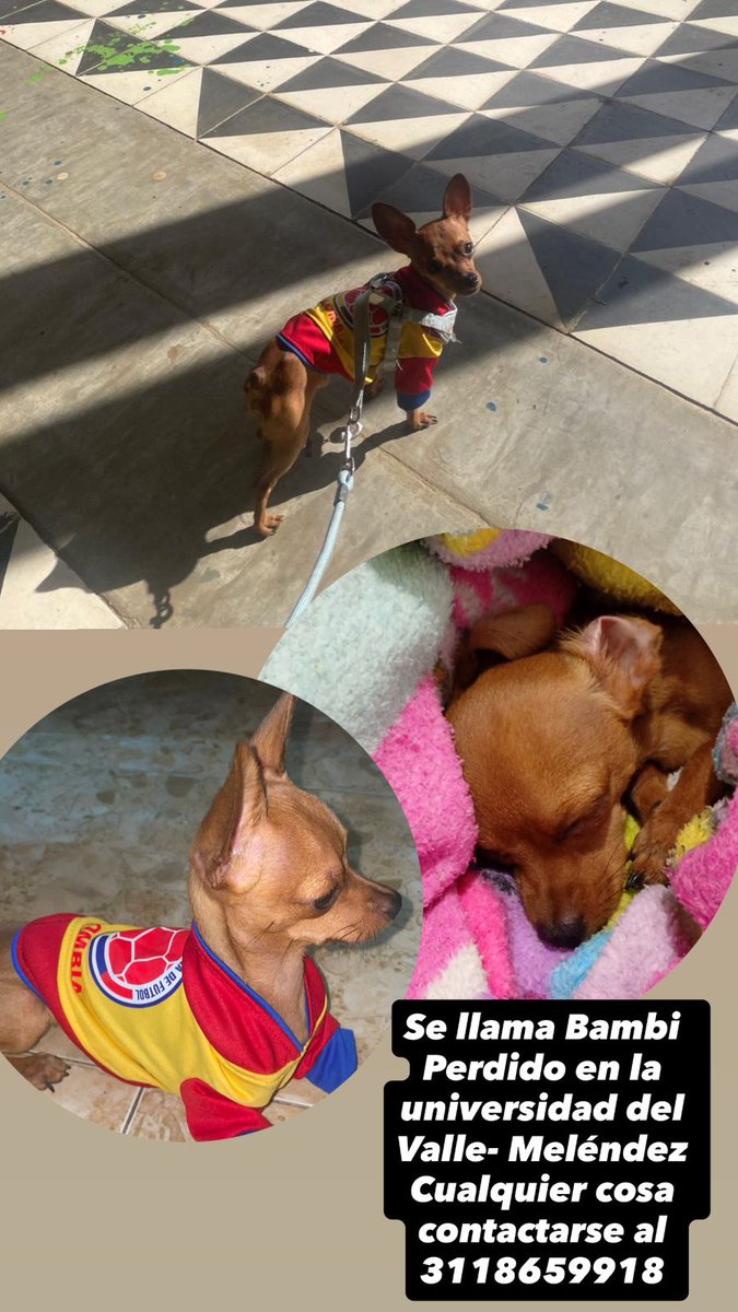 saramancr's tweet photo. Buenas noches.

este es mi perrito, se llama Bambi, se perdió en el campus de la Universidad del Valle sede Melendez.

por si alguien lo ha visto ahí o en zonas aledañas le agradecería mucho si me informan. https://t.co/5fR3M0lIiU