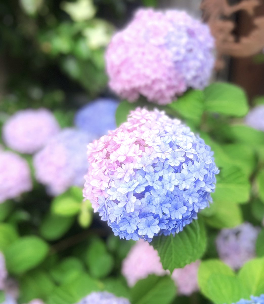 8Maimu's tweet photo. おはよう水曜日

危な〜い！お弁当ポスト忘れるとこやった

通勤中に綺麗なグラデーションの紫陽花見付けた！
理想のグラデーションだわ

 #旦那弁当
 #お弁当記録
 #紫陽花 https://t.co/3dY66R0tvq