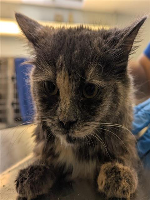 PetfindToronto's tweet photo. #JACKLAYTON   FERRY DOCK  Pls RT2unite #FOUND #CAT- 06-Jun-26 #Toronto   Animal Services A1036735 #EAST 416-338-7539   TORTIE DLH F/2Yr https://t.co/59NGlccMV8