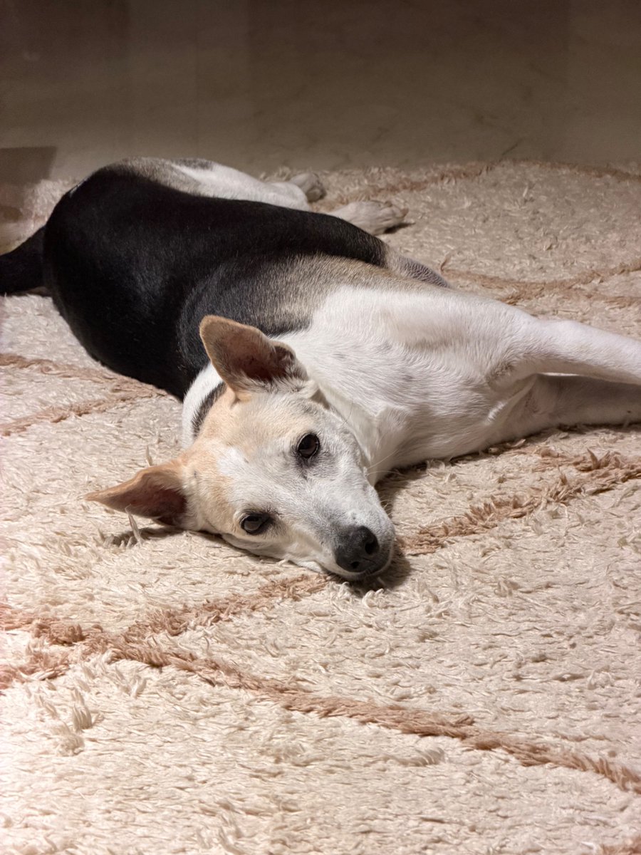 thevirdas's tweet photo. Fantastic idea. Here are mine. Lucy and Stoopee. Off the streets of Goa. No more heat and rain. 

Now do I have the right to ask people to stop killing dogs in societies and let the law be handled by the law? Seems ridiculous, pretty basic, but only fair to ask. https://t.co/s7aBT2OaRC