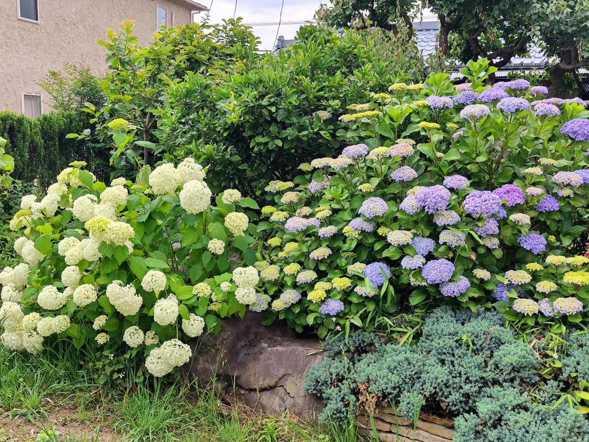 Hideaki_Non's tweet photo. 賃貸にソーラーライト置いたり
庭に花が咲いたり等した https://t.co/rGAeWcx4JC