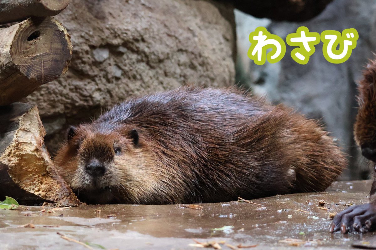 mapiko_be's tweet photo. はなび、わさびHBD🎈

こどもたちをﾑﾁﾑﾁに育ててくれてありがとう🤎

これからも家族みんなでのびのび過ごせますように

#誕生ビ https://t.co/YnfMbYgUww