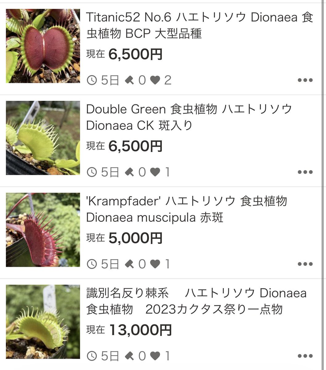 Pan_nu_plants's tweet photo. 6月分出品しました〜🌱
#ハエトリソウ https://t.co/mFEpSEORyE