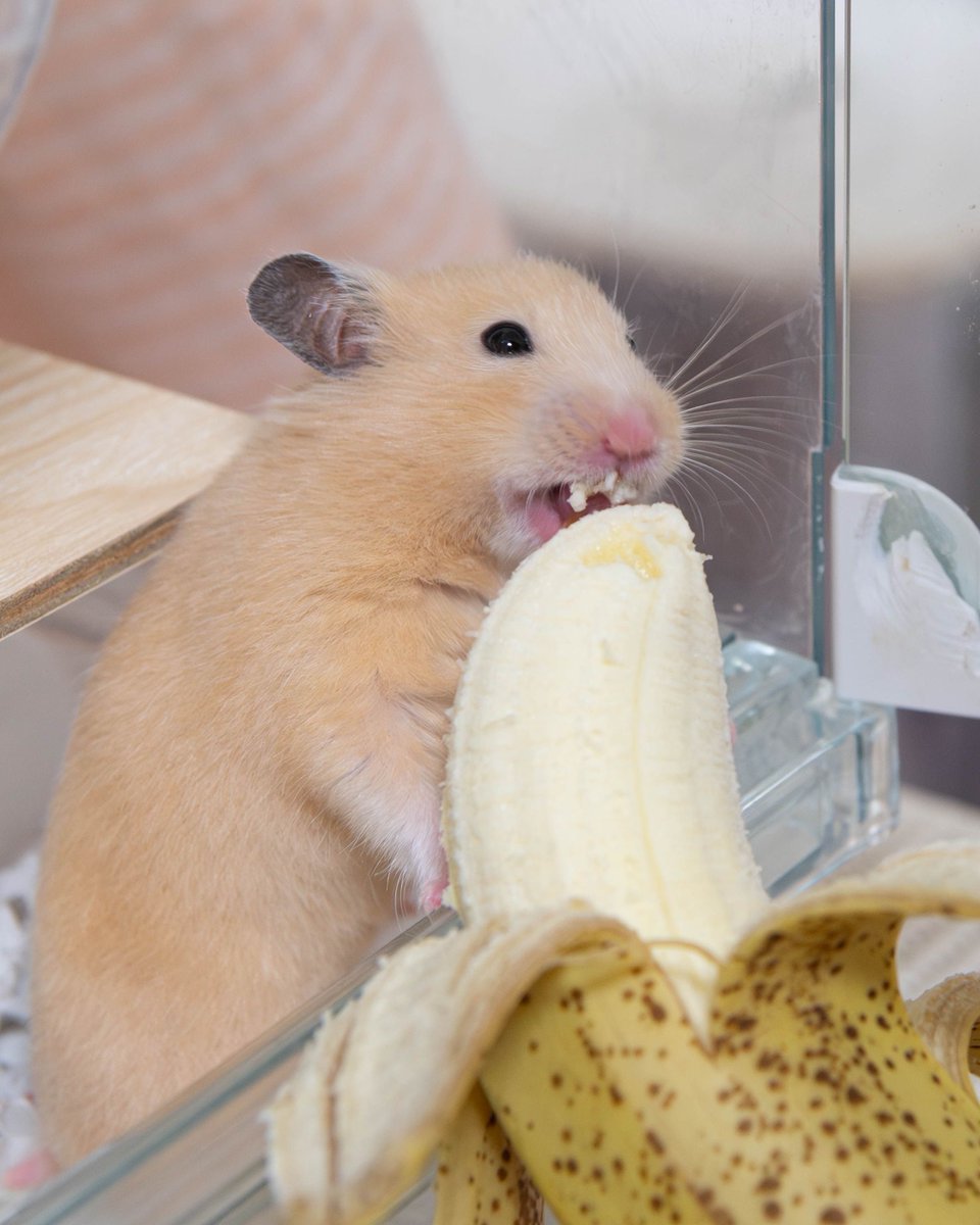 otedama1230's tweet photo. 🐹「うまーーーーっ🍌」 https://t.co/JUBPYyPVtA