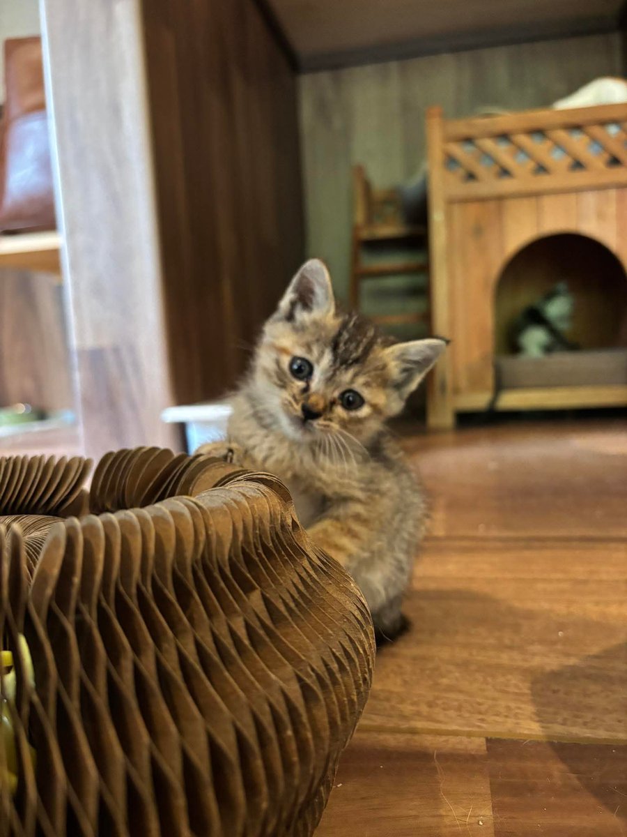 yokomugi1's tweet photo. 猫を家族に迎えたい方、
ペットショップじゃなくて里親になってみませんか。
塩原温泉の「あかさわ猫カフェ」
保護猫を預かって里親を探すカフェ
ちいさなちいさな命を救った友人
その命を預かって、里親を探すカフェオーナー。
写真４枚目の店舗情報見てね。 https://t.co/1zU930svGT