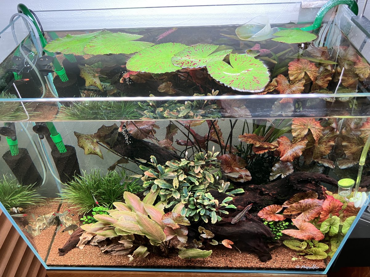 namivet's tweet photo. 本日の自宅水槽🐠✨

水曜は休日なので投稿多いの許して！ https://t.co/oQEz09p9nC
