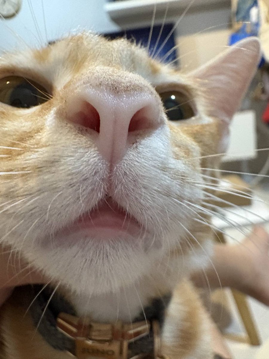 ネイ 🐈 tweet media