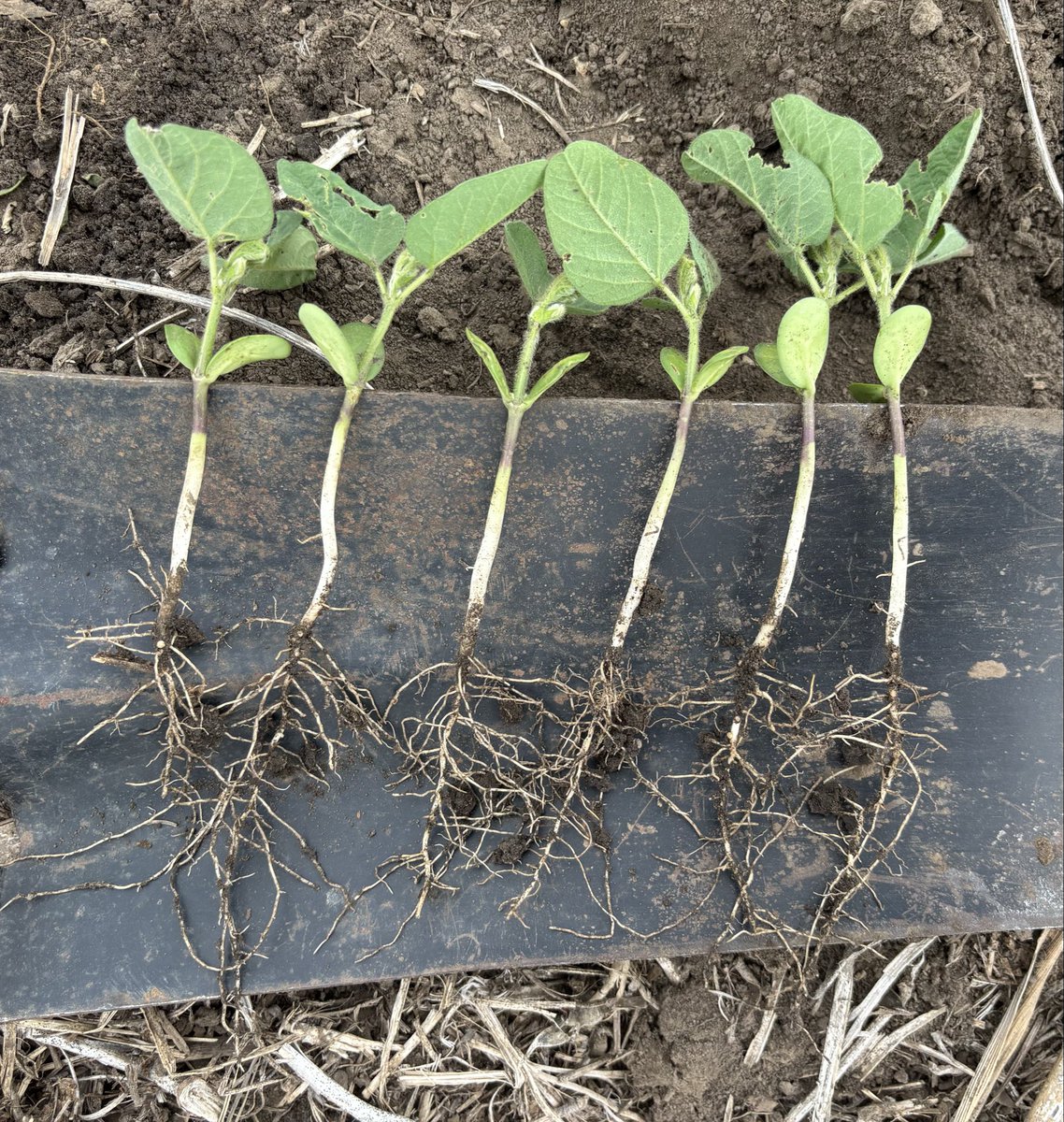 kdroder's tweet photo. @justin_calhoun So naked soybeans at the unifoliate stage producing  nodules with a good infurrow mix had the right moisture and temp? Good to know…. https://t.co/pMW6XtzOoH