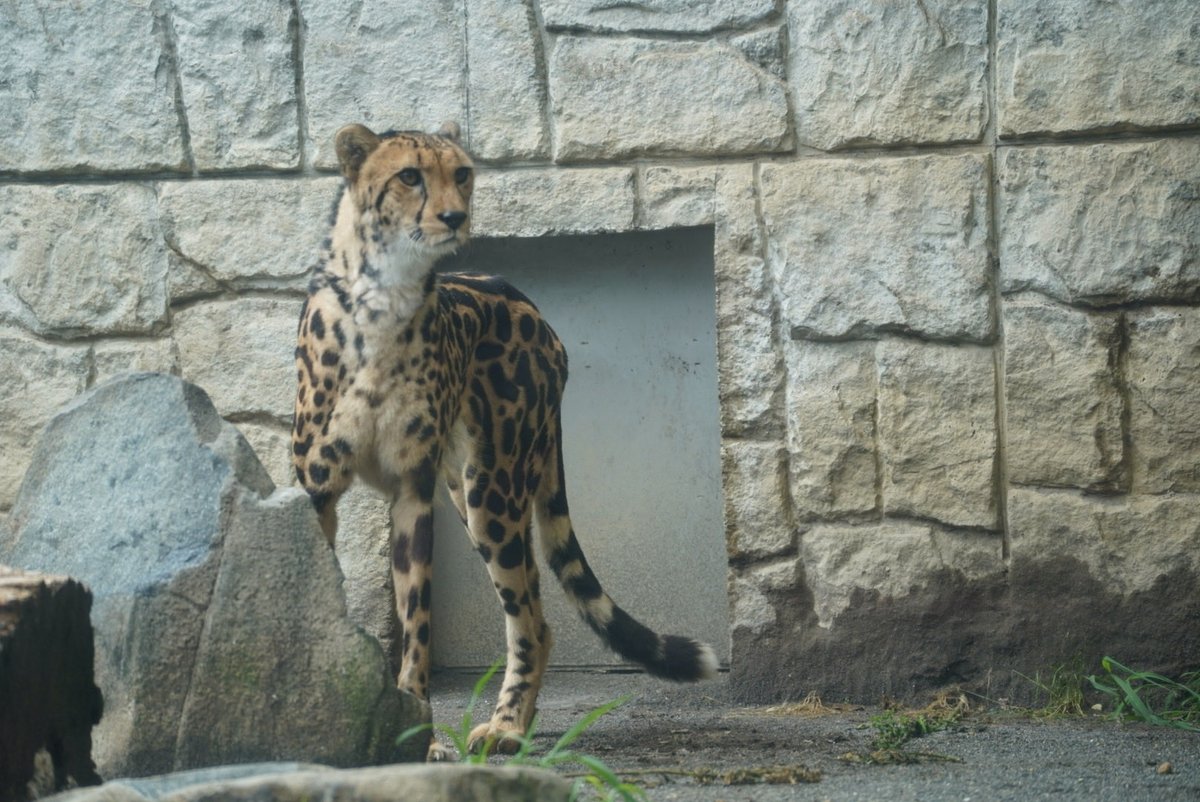 RtsjwPt's tweet photo. #イブキ 

#キングチーター 
#多摩動物公園 
2026.6/4 https://t.co/saz5mfy9pR