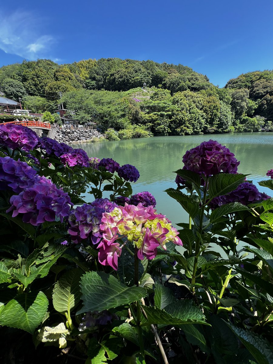 aehide1's tweet photo. 綺麗な紫陽花💠

#形原温泉
#あじさいの里
#蒲郡市 https://t.co/fdk3DsSISa