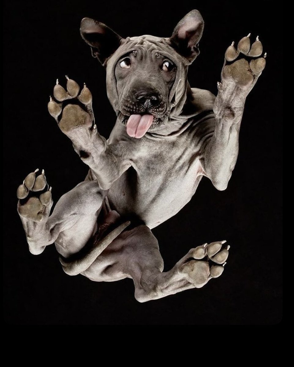 Puppieslover's tweet photo. Photographer Andrius Burba wondered what animals look like from an angle they're rarely seen from: underneath. So he placed cats, dogs, rabbits, and even horses on reinforced glass and photographed them from below.

The result? Equal parts adorable, hilarious, and mildly confusing. Turns out paws were hiding most of the secrets all along.

Which animal surprised you the most? 👀