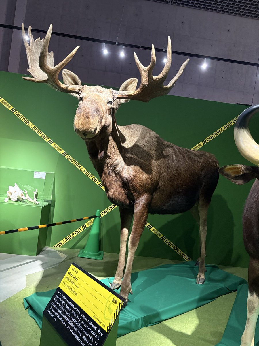 coco_wanwan_'s tweet photo. 元職場の方と
上野の国立科学博物館の超危険生物展に行ってきた！
すごく楽しかったー
時間なくて常設展は見られなかった。。
また行きたい(≧∇≦)

 #超危険生物展 https://t.co/FSkZStRG3r
